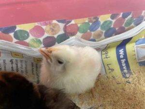 chicks-2022-11