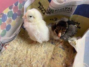 chicks-2022-15