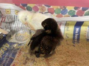 chicks-2022-9